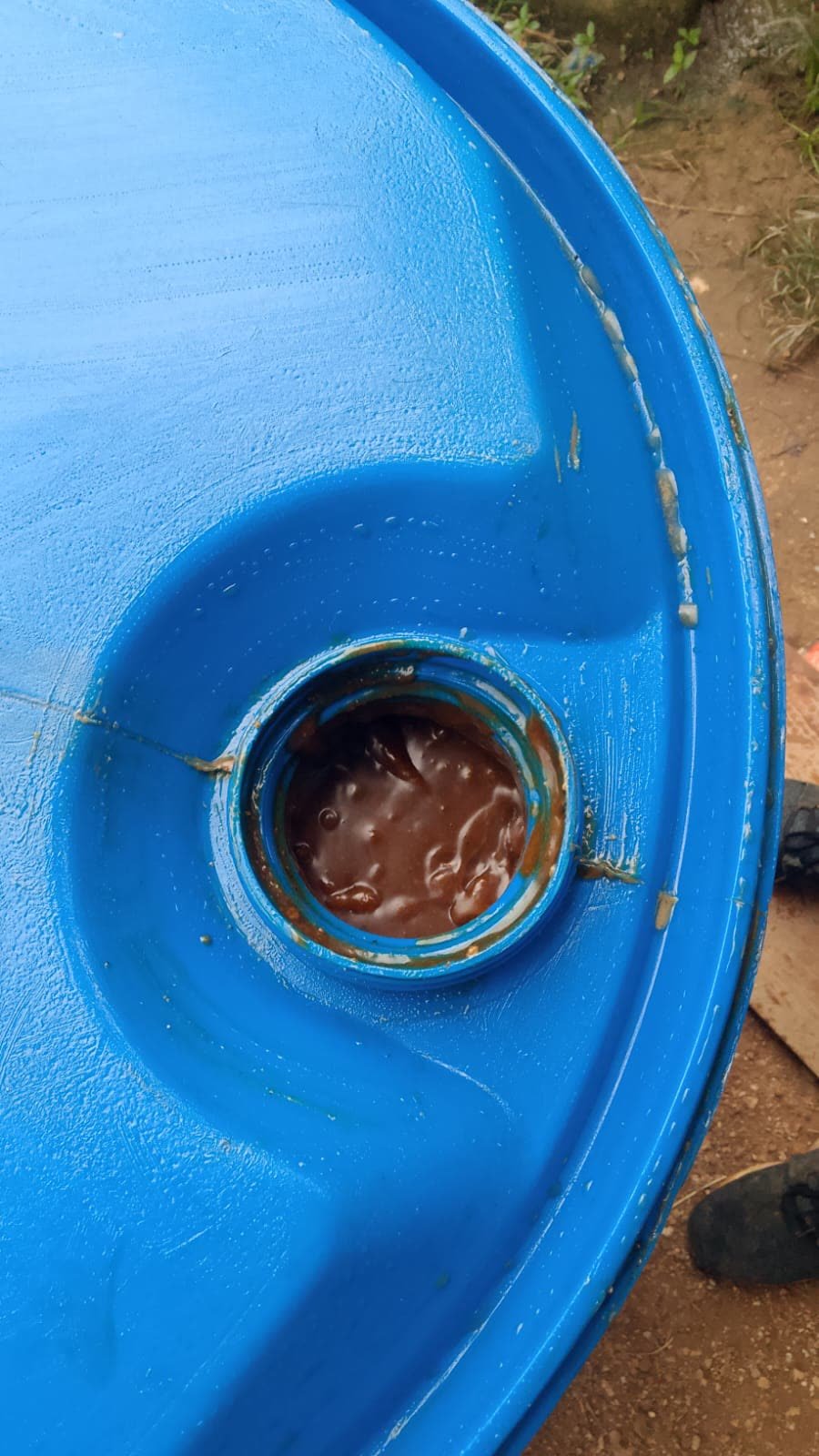 Raw batana oil inside a blue 55-gallon drum